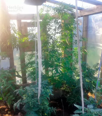Purple Paro Valley (Mandala Seeds) Cannabis-Samen