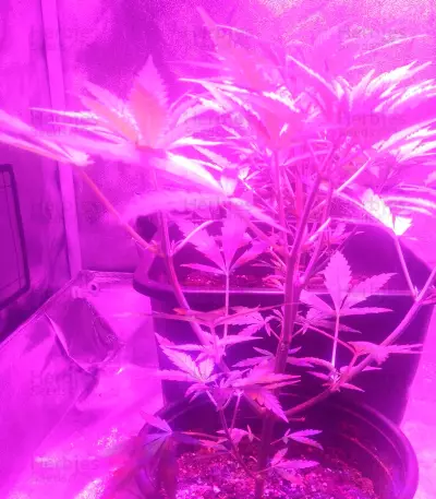 SexBud (Female Seeds) Cannabis-Samen