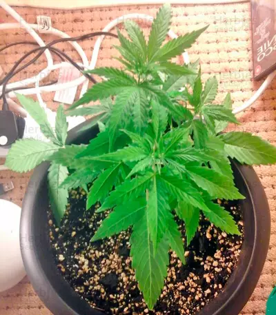 Sugar Mango Ryder Auto (World of Seeds) Cannabis-Samen