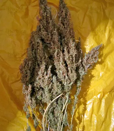 White Bhutanese (Mandala Seeds) Cannabis-Samen