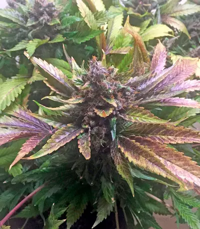 White Widow (Nirvana Seeds) Cannabis-Samen