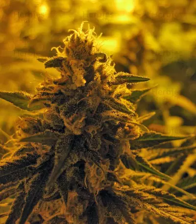 Cream 47 (Sweet Seeds) Cannabis-Samen