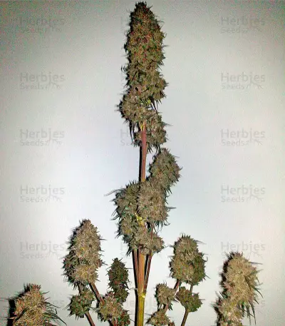 Ketama (World of Seeds) Cannabis-Samen