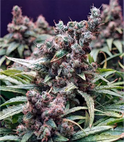 Skunk #1 regular (Dutch Passion) Cannabis-Samen
