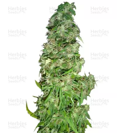 Arjan's Ultra Haze #2 (Mango Haze AUH#2) (GHS) Cannabis-Samen