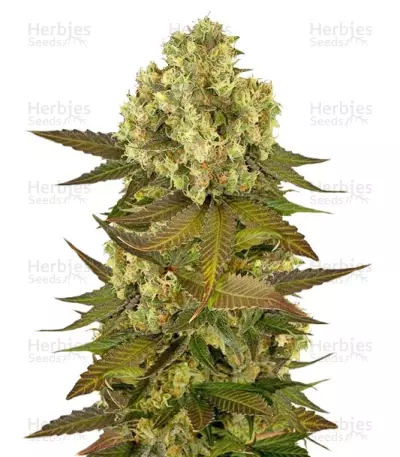 Sour Blueberry regular (Humboldt Seeds) Cannabis-Samen