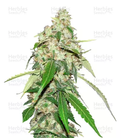 Top Dawg (Barney's Farm) Cannabis-Samen