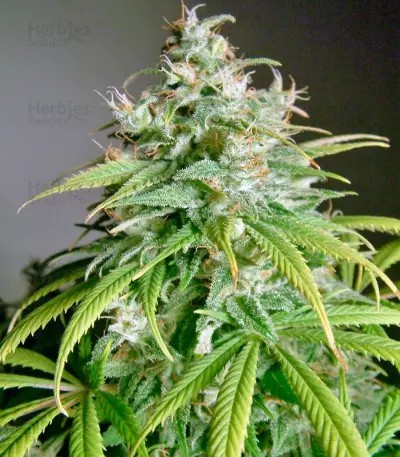 Amnesia Lemon (Barney's Farm) Cannabis-Samen