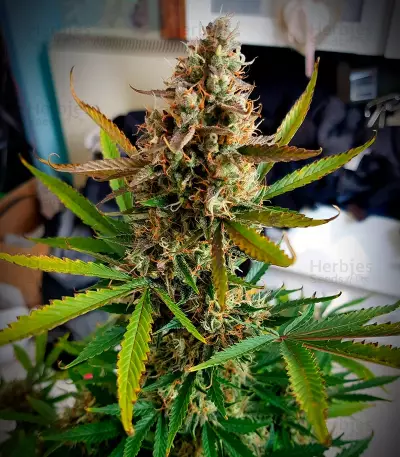 Auto Blackberry Kush feminisierte Samen