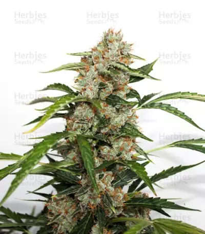 Auto Orange Bud feminisierte Samen (Dutch Passion)