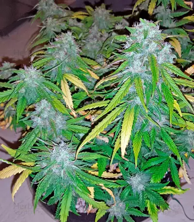 Auto Sweet Soma (00 Seeds) Cannabis-Samen