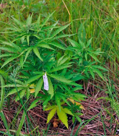 CBD Auto Compassion Lime (Dutch Passion) Cannabis-Samen