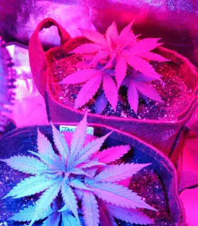 Critical Jack Herer Auto (Delicious Seeds)