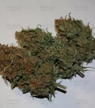 Critical Super Silver Haze (Delicious Seeds)