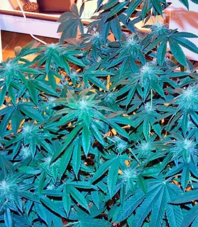 Damn Sour (GHS) Cannabis-Samen