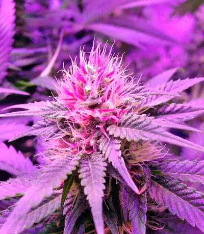 Double Dutch regular (Serious Seeds) Cannabis-Samen