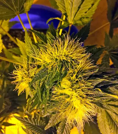 Flowerbomb Kush (Strain Hunters) Cannabis-Samen