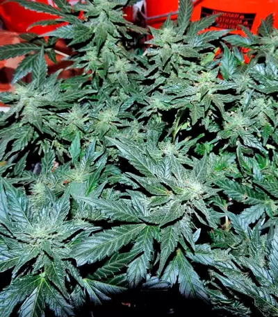 Pakistan Ryder Auto (World of Seeds) Cannabis-Samen