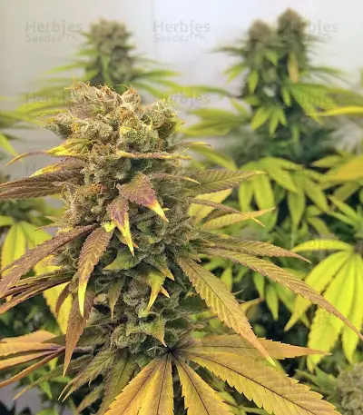 Raspberry Diesel (Humboldt Seeds Organization) Cannabis-Samen