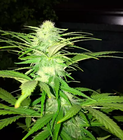 Sweet Black Angel (Samsara Seeds) Cannabis-Samen
