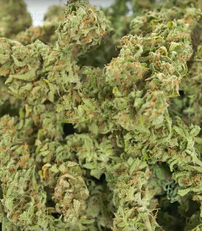 Sour Diesel Autoflowering (Dinafem Seeds) Cannabis-Samen