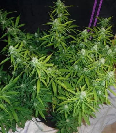 Sugar Black Rose Auto (Delicious Seeds) Cannabis-Samen