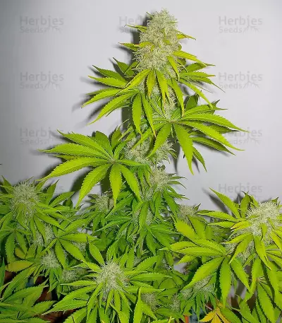 Super Skunk (Vision Seeds) Cannabis-Samen