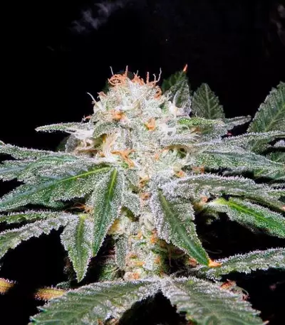 S.A.D. Sweet Afgani Delicious S1 (Sweet Seeds) Cannabis-Samen