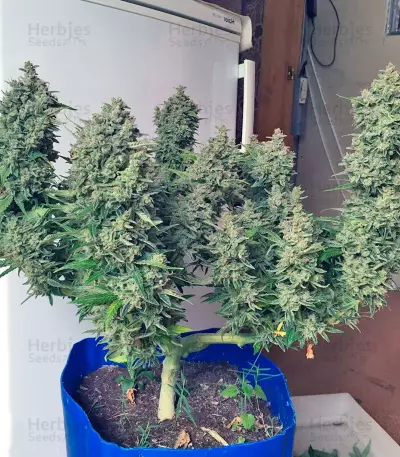 Black Jack (Sweet Seeds) Cannabis-Samen
