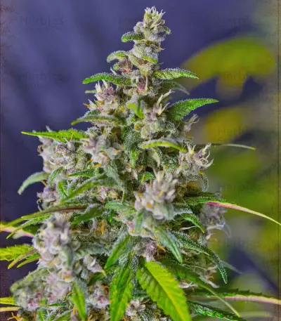Ice Cool Auto (Sweet Seeds) Cannabis-Samen