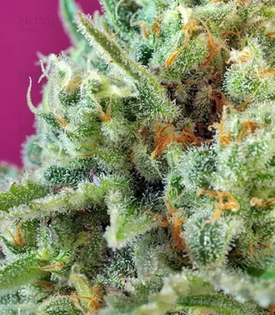 S.A.D. Sweet Afgani Delicious CBD (Sweet Seeds) Cannabis-Samen