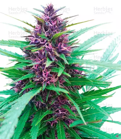 Shaman regular (Dutch Passion) Cannabis-Samen
