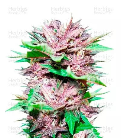 Dark Purple Auto (Delicious Seeds) Cannabis-Samen