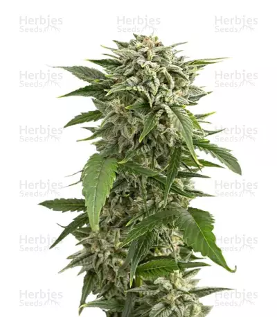 Bubba Kush Autoflowering (Dinafem Seeds) Cannabis-Samen