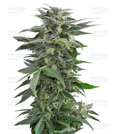 Haze XXL Autoflowering (Dinafem Seeds) Cannabis-Samen