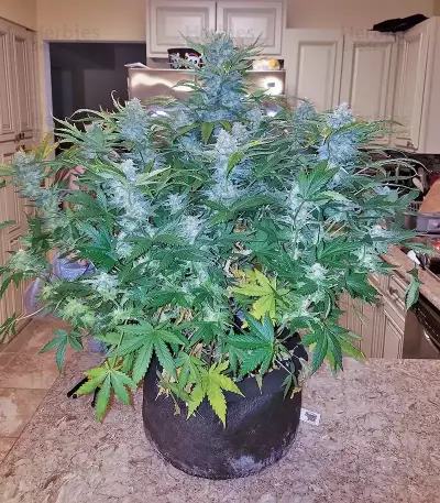 Girl Scout Cookies Auto (Fast Buds) Cannabis-Samen