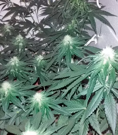 Lithium OG Kush (Nirvana Seeds) Cannabis-Samen