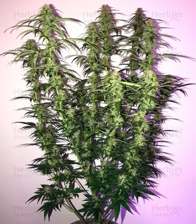 OG Kush Auto (Dr. Krippling Seeds) Cannabis-Samen