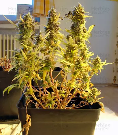 Wappa (Paradise Seeds) Cannabis-Samen