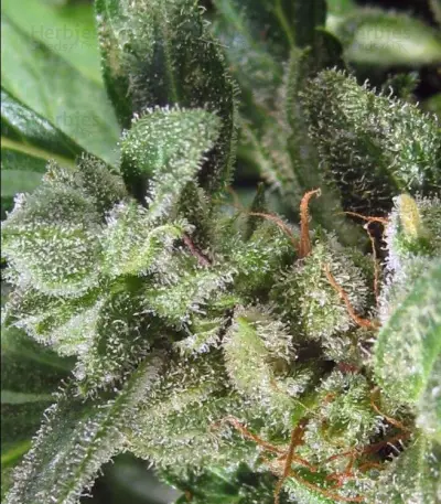Auto NL (Female Seeds) Cannabis-Samen