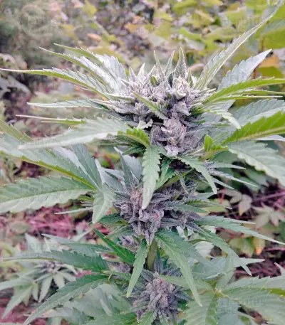 Blow Mind Auto (Sweet Seeds) Cannabis-Samen