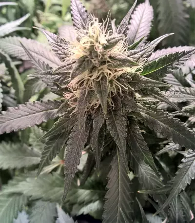 Blueberry Cheesecake (Female Seeds) Cannabis-Samen