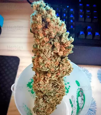 Critical + (Dinafem Seeds) Cannabis-Samen