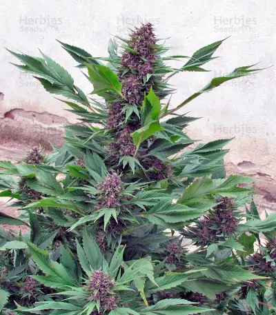 Frisian Duck (Dutch Passion) Cannabis-Samen