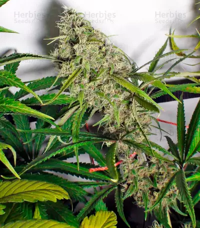 Mandala #1 regular (Mandala Seeds) Cannabis-Samen