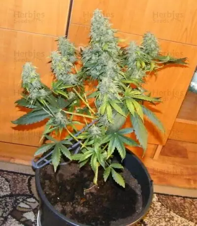 Royal AK (RQS) Cannabis-Samen