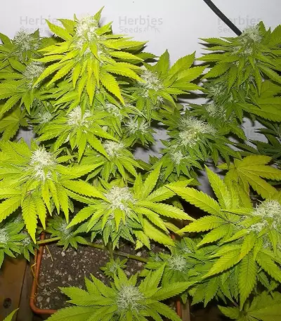 Royal Moby (RQS) Cannabis-Samen