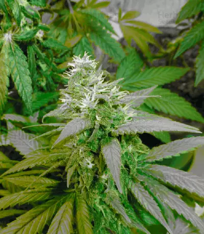 Satori regular (Mandala Seeds) Cannabis-Samen