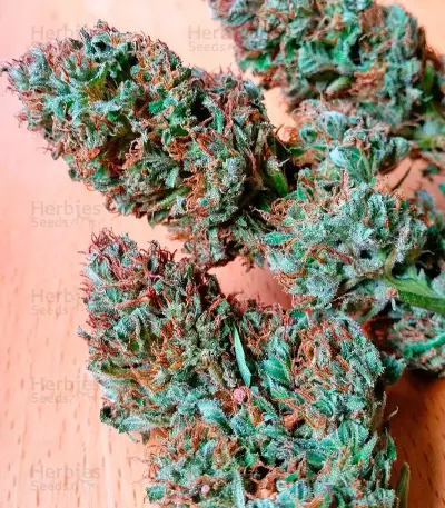 Serious 6 regular (Serious Seeds) Cannabis-Samen