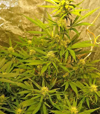 Skunk Auto (Strain Hunters) Cannabis-Samen